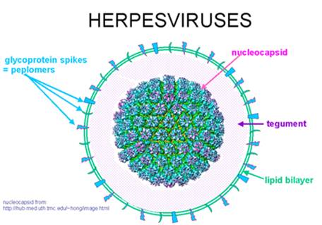 tại sao lại mắc herpes sinh dục